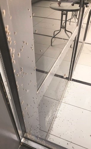 صورة تم تداولها في وسائل التواصل لجراد صغير الحجم﻿