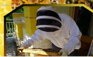 شاهد.. أميريكية تربي 100 ألف نحلة على شرفة منزلها