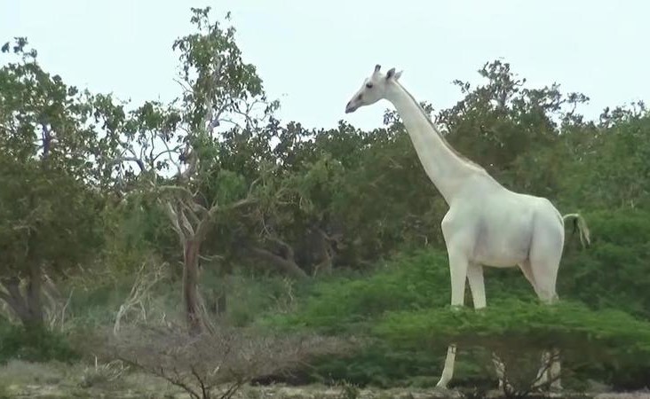 بالفيديو.. ظهور نادر لزرافة بيضاء اللون في محمية كينية