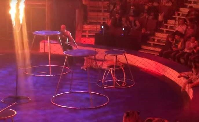 بالفيديو.. نمر يصاب بنوبة صرع أثناء عرض السيرك في روسيا!