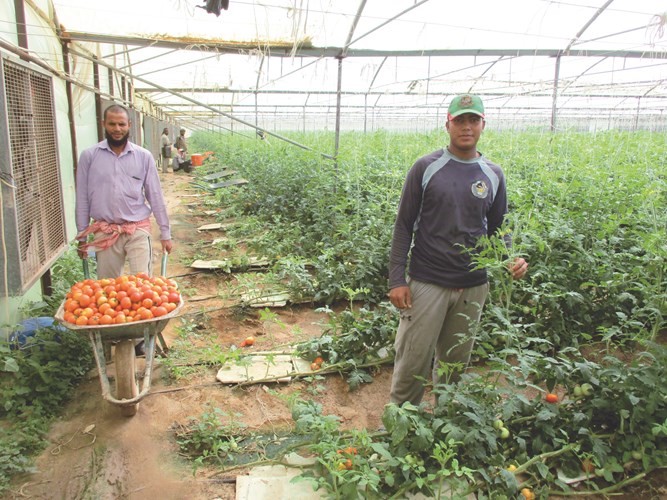 تطور مستمر في إنتاج الطماطم بالكويت﻿