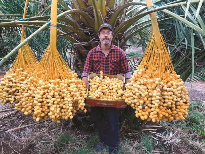 البلح غذاء مفيد يحتاج الدعم المجزي﻿