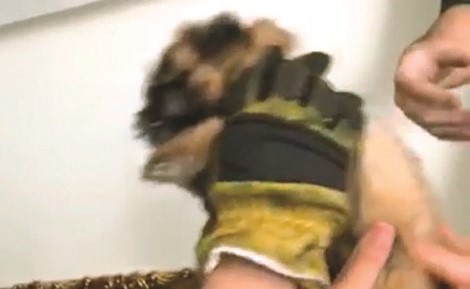 الكلب بعد إنقاذه من قبل رجال الإطفاء﻿