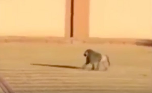 بالفيديو.. قرود تقتحم كلية سعودية وتثير هلع الطالبات