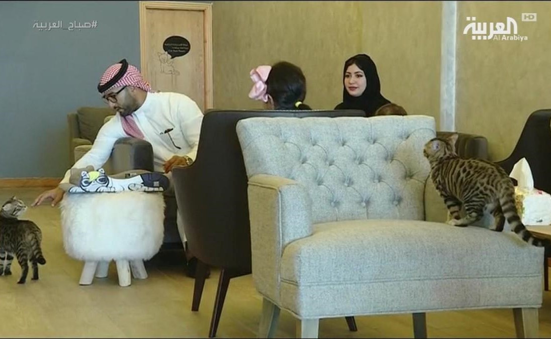 بالفيديو.. مقهى للقطط في جدة