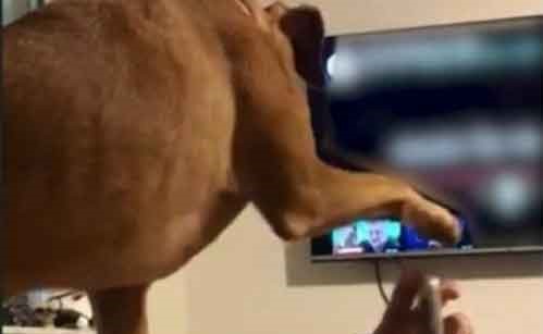 بالفيديو.. كلب "غيور" يبعد الهاتف من يد مالكه