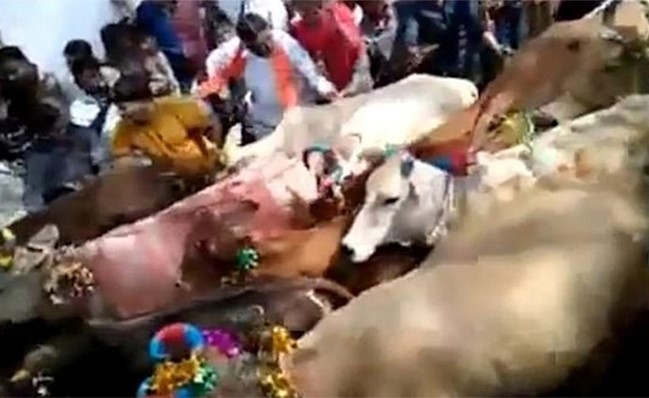 بالفيديو.. على الأرض يرقد البشر ليدهسهم البقر