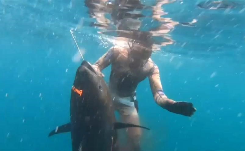 بالفيديو.. صياد أمريكي يناور سمكة تونة عملاقة نادرة