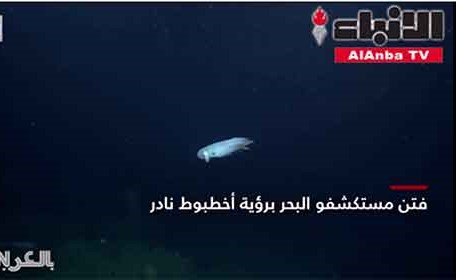 صغير وشرس.. مقطع فيديو يظهر فيه أخطبوط نادر بالمحيط الهادئ