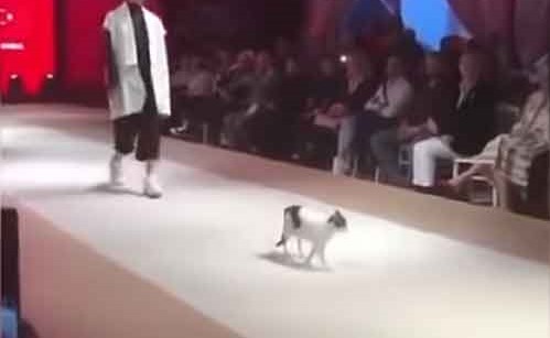 بالفيديو.. قطة تقتحم عرض أزياء وتسرق الأضواء من العارضات