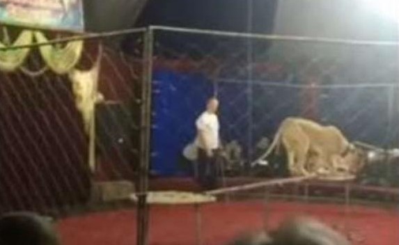 بالفيديو... لبؤة تنقض على طفلة خلال عرض "سيرك"