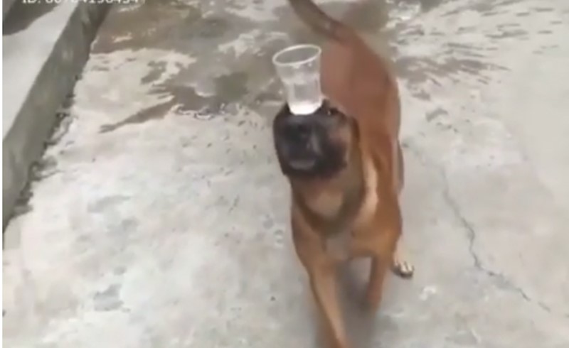 بالفيديو… كلب بارع في لعبة التوازن