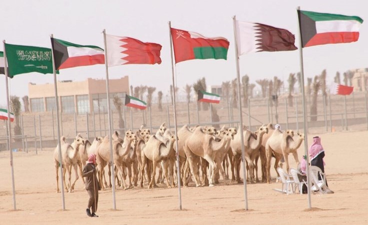 جانب من مسابقات الإبل في احد المواسم الماضية﻿