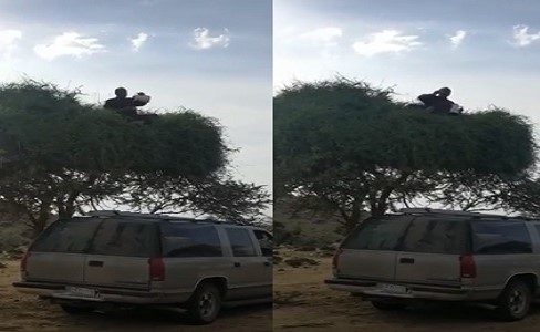 بالفيديو.. جلسة كيف مزاج لمواطن سعودي فوق شجرة
