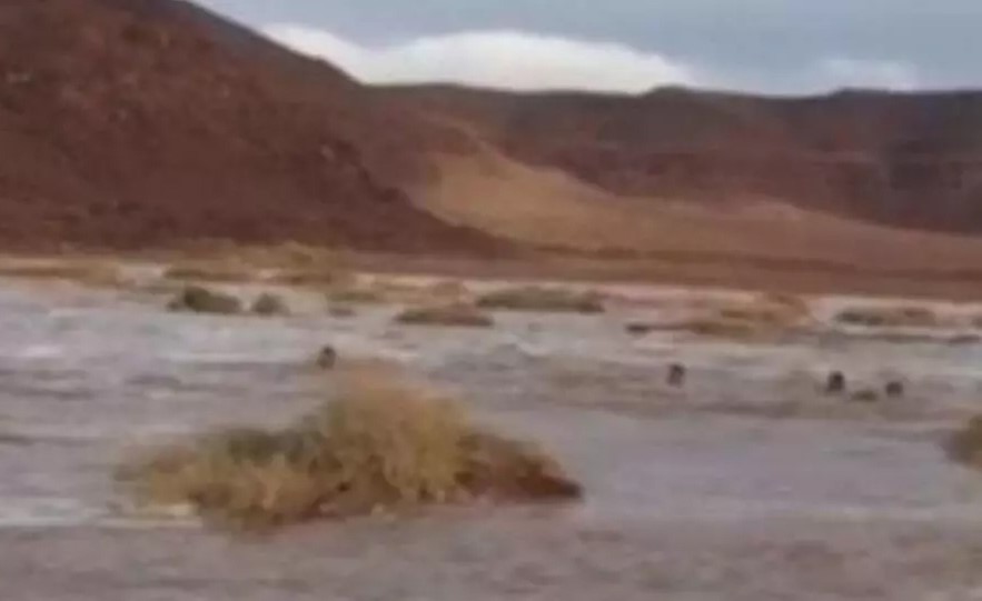 فيديو لمتهورين في سيول السعودية.. والدفاع المدني يحذر
