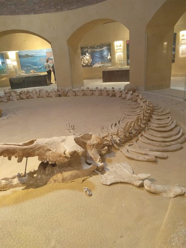 بالفيديو.. شاهد في مصر بقايا حيتان عمرها 40 مليون سنة كانت تمشي!