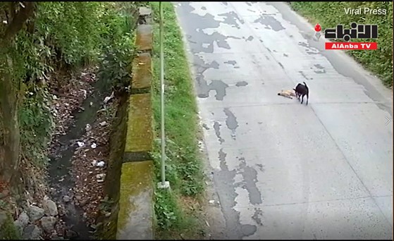 بالفيديو.. مشاهد مؤثرة لكلب يحاول إنقاذ صديقه بعد أن صدمته سيارة