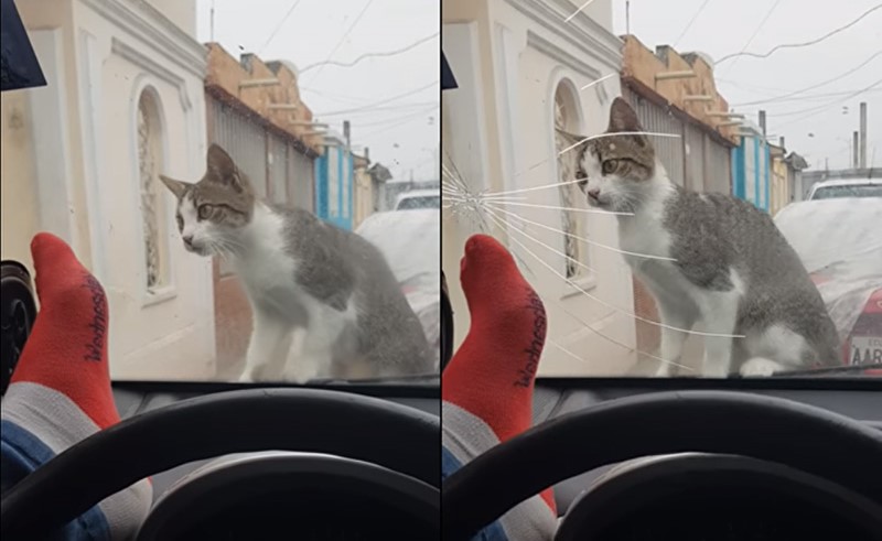 بالفيديو.. حاول إخافة قطة فكسر زجاج سيارته