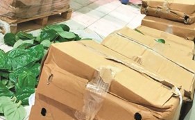 كراتين شرائح بطاطا مقرمشة﻿