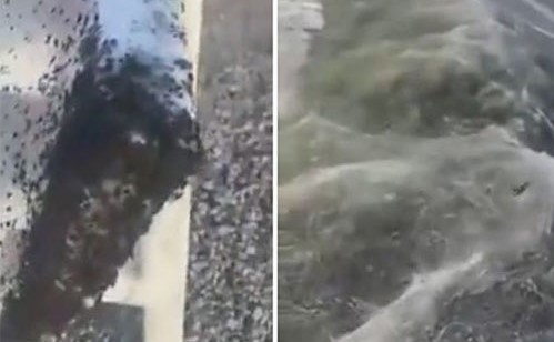 بالفيديو.. آلاف العناكب تنسج خيوطها الضخمة على طريق أمريكي