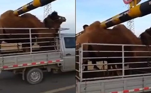 بالفيديو.. سنام جمل يمنعه من عبور حاجز مروري