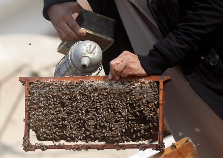 بالفيديو.. مصري يعالج المفاصل ويقوي المناعة بـ«سمّ النحل»