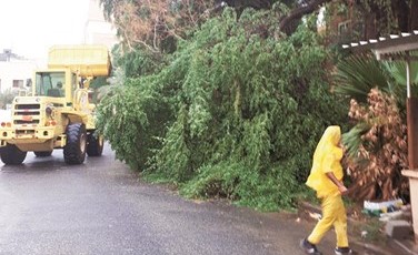رجال البلدية يعملون على إزالة شجرة بعد سقوطها﻿