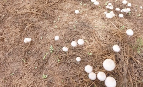  ظهور نباتات الوسم وانواع من الفطر المعروف بـ ابو قبيع ﻿