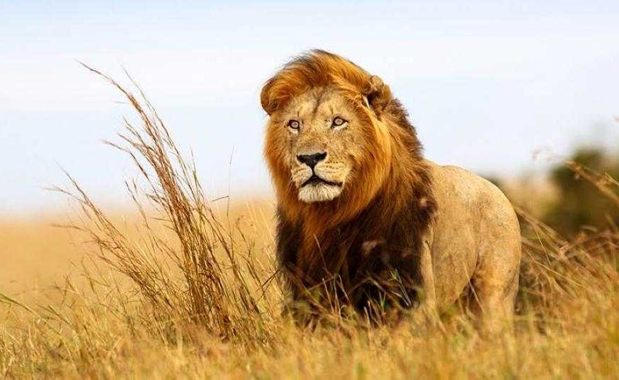 بالفيديو.. كلب شجاع يهاجم " أسداً" و "لبؤة " .. وردة فعل صادمة من " ملك الغابة" !