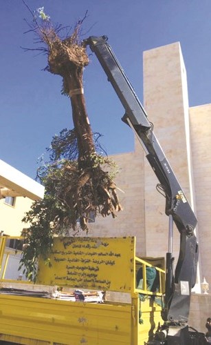 رفع إحدى الأشجار المتساقطة في العاصمة ﻿