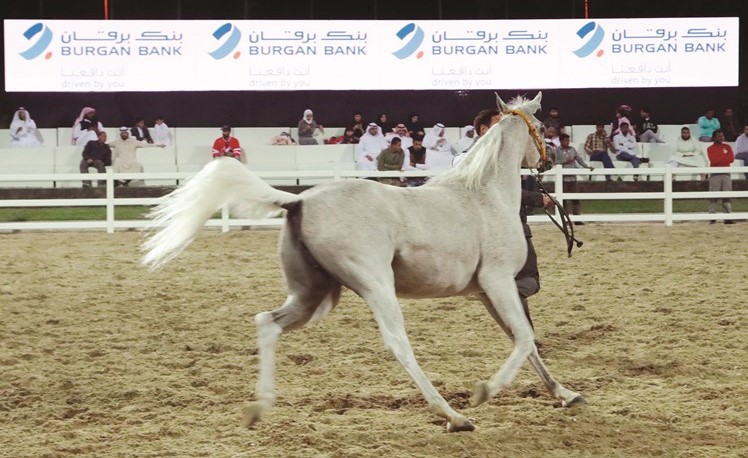 «برقان» راعٍ ماسي لمهرجان الكويت للخيول العربية