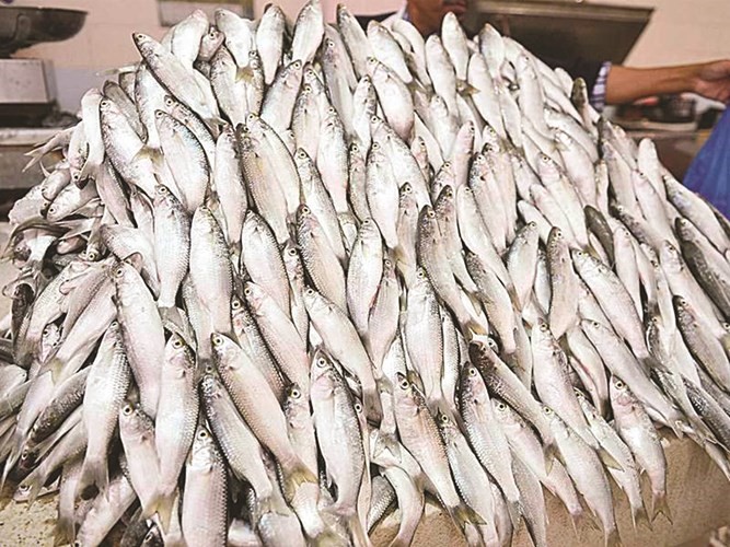 أسماك الميد وداعا حتى يونيو المقبل﻿