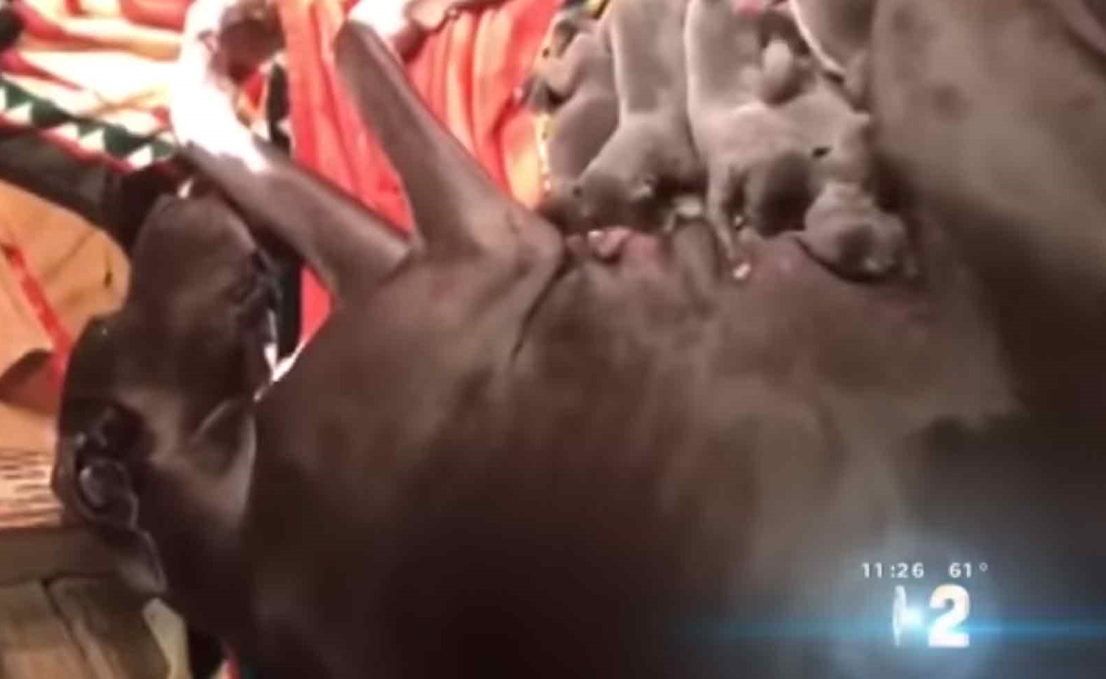 بالفيديو.. كلبة تضع 18 جروا دفعة واحدة