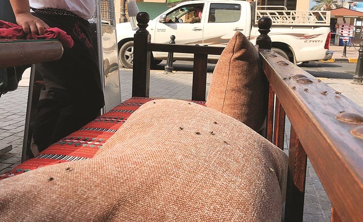 الذباب ضيف ثقيل رغم مضاعفة جهود النظافة﻿