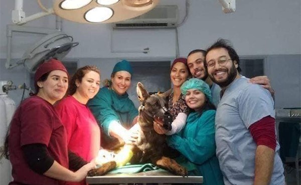 بالفيديو والصور.. بطولة وتضحية هذا الكلب جعلتاه نجماً في تونس