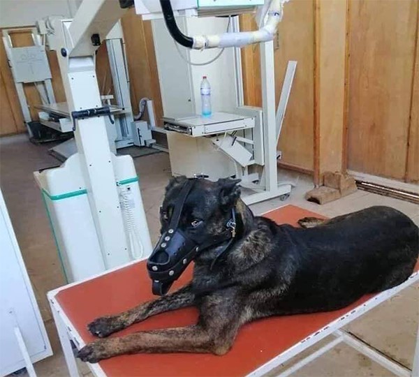 بالفيديو والصور.. بطولة وتضحية هذا الكلب جعلتاه نجماً في تونس