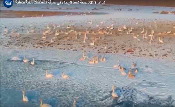 بالفيديو.. 300 بجعة تحط الرحال في حديقة مسطحات مائية صينية