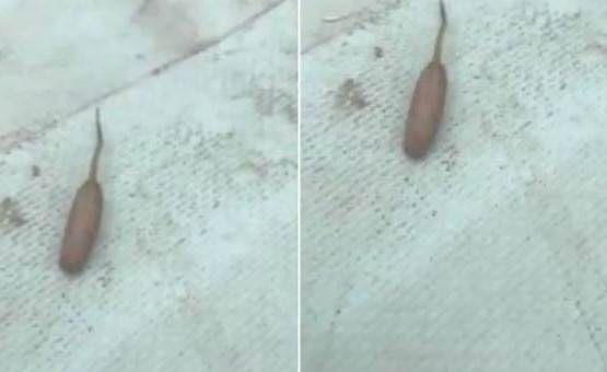 بالفيديو.. كائن غريب يشبه الجرذ يثير ضجة بين النشطاء