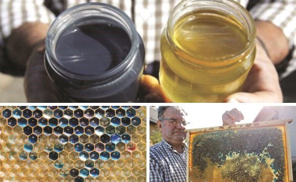 فرنسا تكشف عن لغز «العسل الأزرق»!
