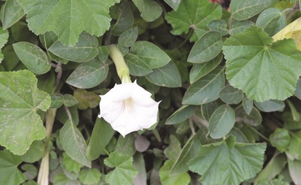 نبات داتورة السام﻿