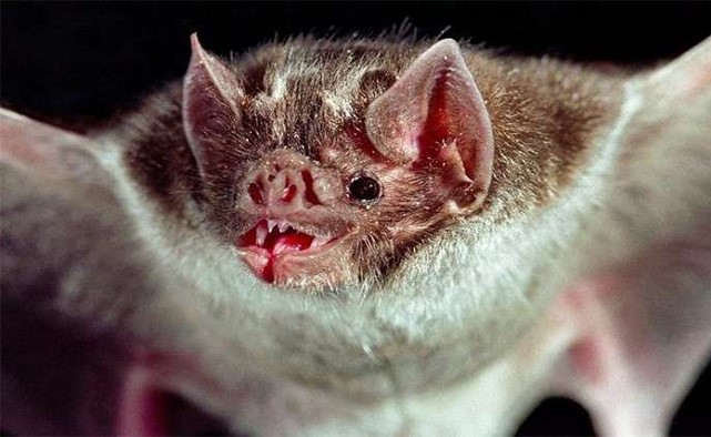سم الخفافيش مصاصة الدماء مفتاح نجاة الكثيرين من الأمراض الخطيرة