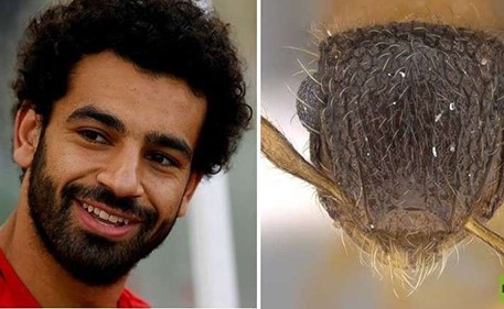 شاهد.. عالم مصري يكرم محمد صلاح بإطلاق اسمه على حشرة جديدة تم اكتشافها