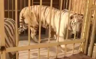 بالفيديو.. مواطنان سعوديان يربيان حيوانات مفترسة يناشدان "آل الشيخ" دعمهما وإنقاذهما.. والأخير يستجيب ويرد