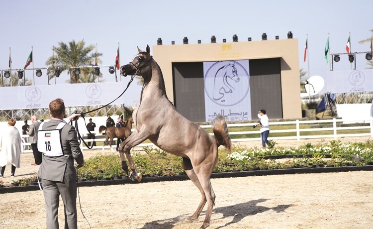 انطلاق مهرجان الكويت الدولي للجواد العربي