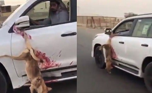 بالفيديو.. مطالبات بملاحقة شخص يربط ذئبا بالسيارة بعد قتله .. وإطلاق النار فرحاً بإصطياده!