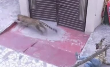 بالفيديو.. فهد يهاجم حشدا من الناس ويروع السكان