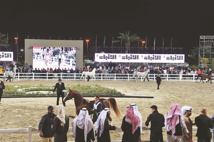 جانب من فعاليات مسابقة مهرجان الكويت للجواد العربي ٢٠١٩﻿