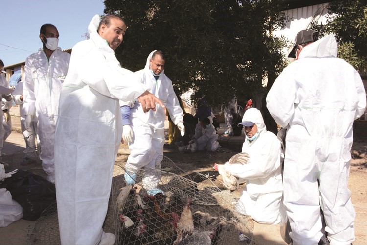 فحص الطيور المصابة بالإنفلونزا قبل إعدامها ﻿