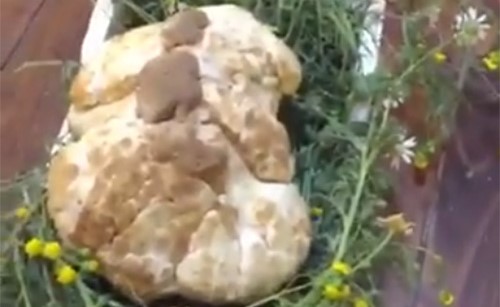 بالفيديو.. تاجر كويتي يعرض حبة فقع وزنها كيلو ونصف جلبها من السعودية