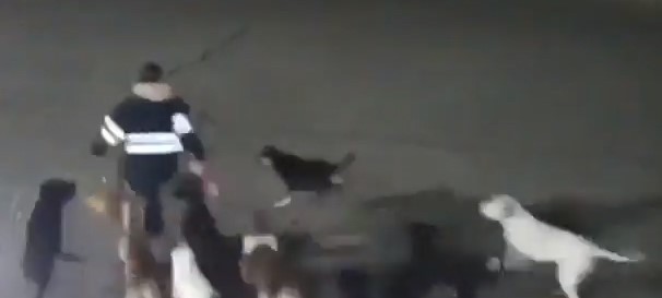 بالفيديو.. 11 كلبا يهاجمون امرأة ويمزقون جسدها حتى الموت
